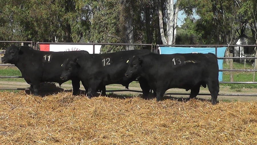 Lote TOROS ANGUS NEGROS PC