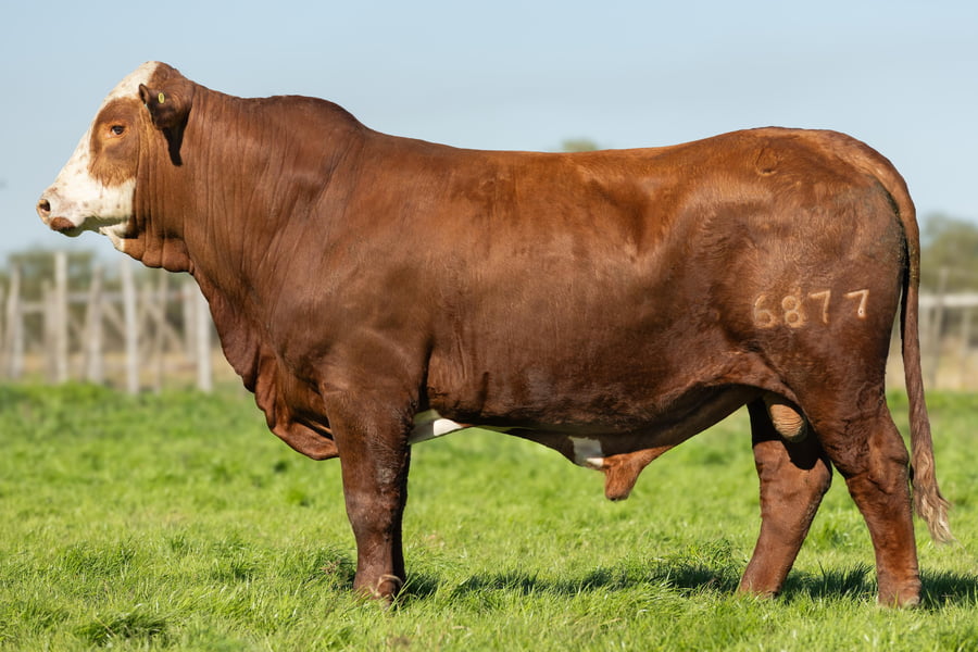 Lote Toros señal 22