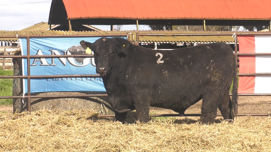 Lote TOROS ANGUS NEGROS  PC