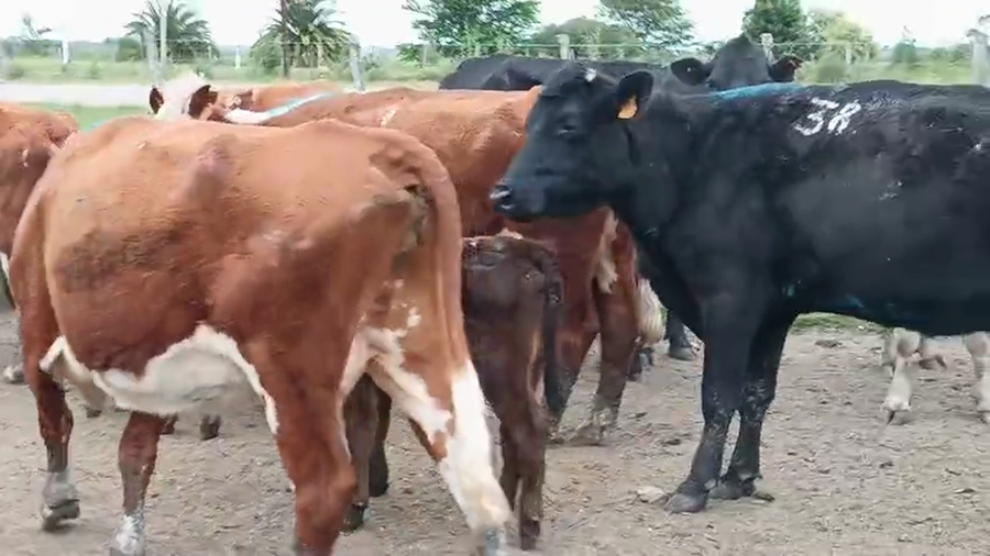 Lote 36 Piezas de cría a remate en Pantalla Camy 360kg - , San José