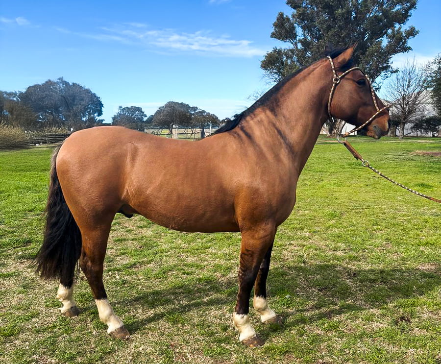 Lote VIRTUD ITALIANO