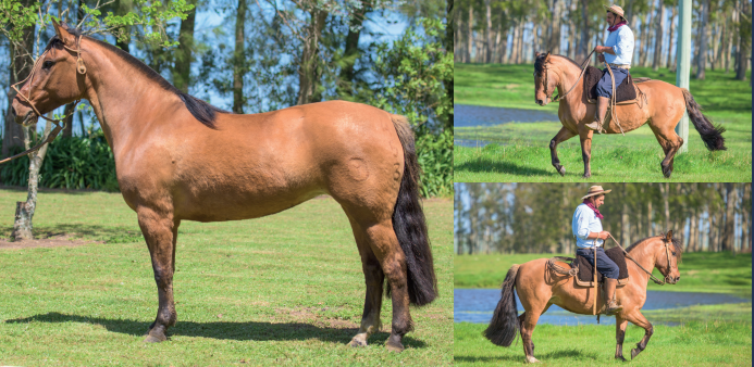 Lote EL GAVILÁN NÓRDICA