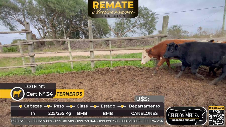 Lote 14 Terneras en Canelones
