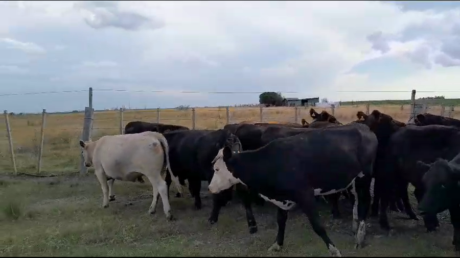 Lote 17 Vaquillonas  Angus y Cruza a remate en Pantalla Camy en San Gregorio