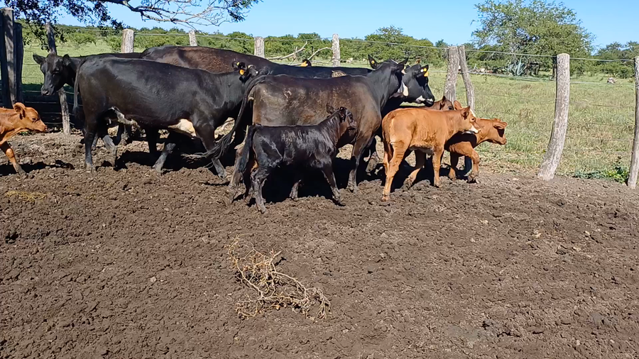 Lote 25 Vaquillonas C/ cria en Villaguay, Entre Ríos