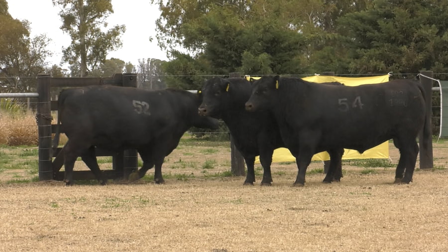 Lote TOROS ANGUS PUROS CONTROLADOS