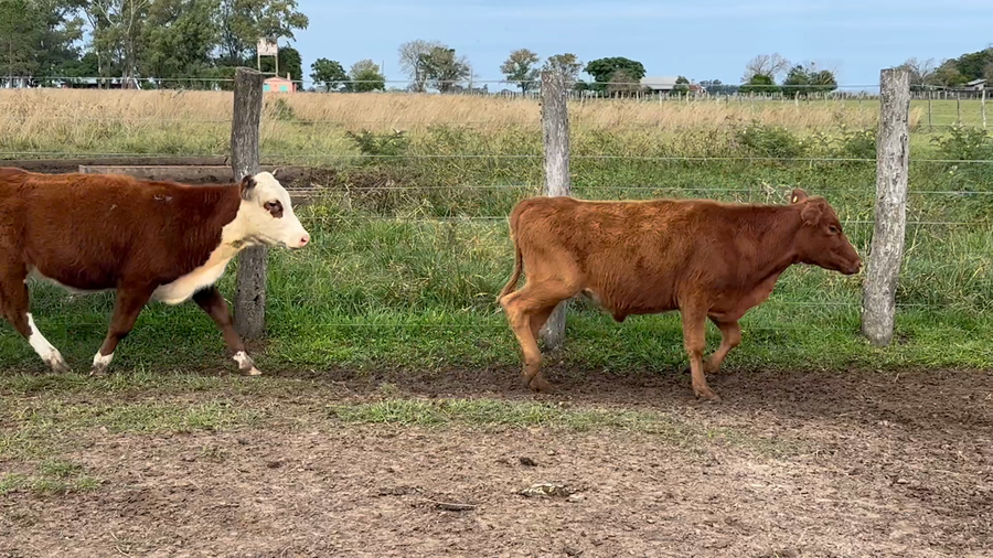 Lote 70 Terneras