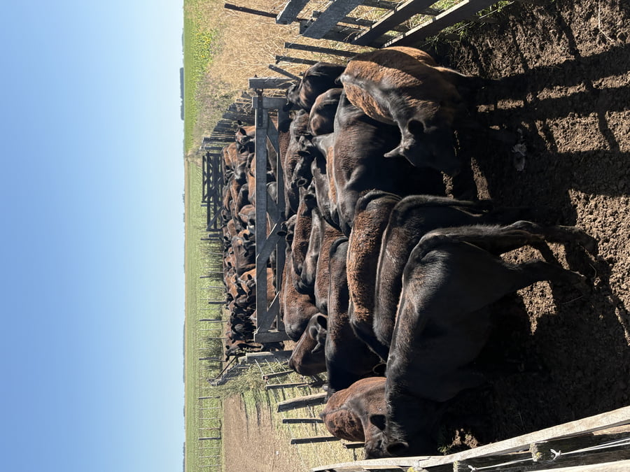 Lote 66 Terneros/as en Buenos Aires, Necochea