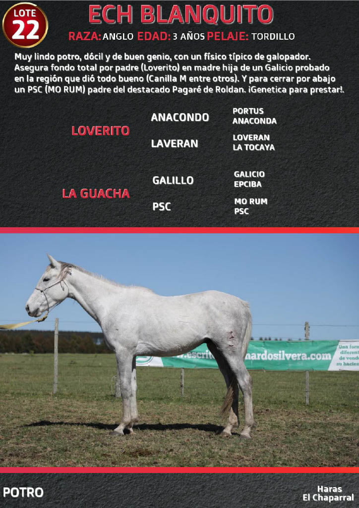 Lote ECH BLANQUITO