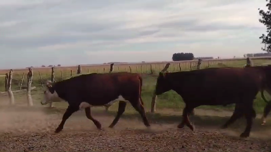 Lote 45 Novillos en Paso de Los Libres, Corrientes