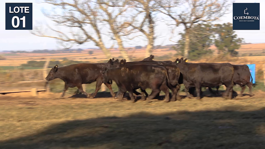 Lote CABAÑA "COEMBOTA" DE CALDERON VIENTRES PC Y MAS NEGROS PREÑADOS
