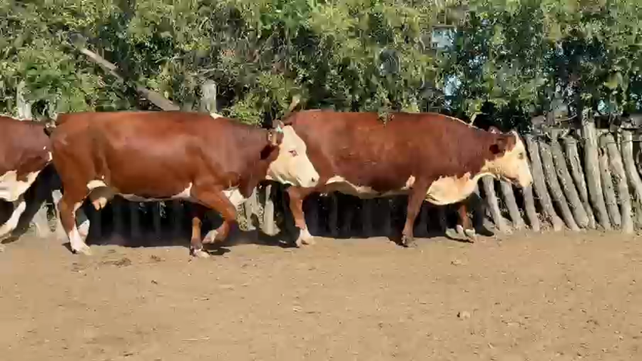 Lote 6 Vacas faena en Corrientes, Curuzú-Cuatiá