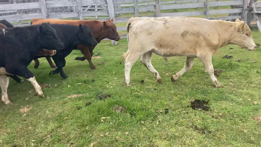 Lote 60 Ternero en Coyhaique, XI Región Aysén