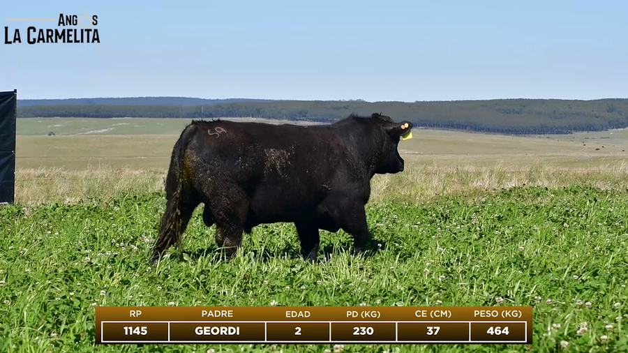 Lote RP 1145 - Angus La Carmelita