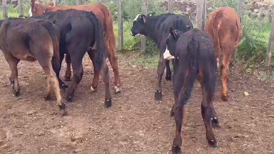 Lote 6 Terneras Angus y Cruza