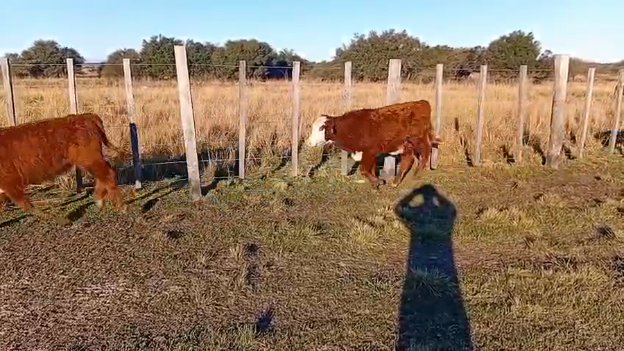 Lote 74 Terneros/as