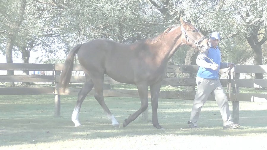 Lote ELFIN (DABSTER -  SOL Y BOSS)