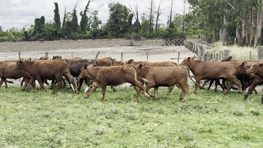 Lote 87 Terneras en Corrientes, Monte Caseros