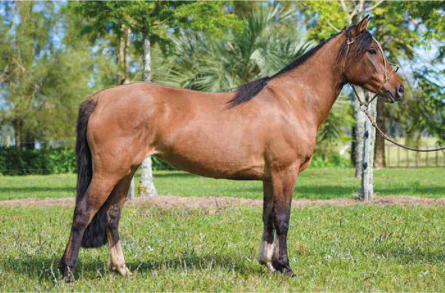 Lote El Gavilán Nicotina (RP 452) Cabaña "El Gavilán"