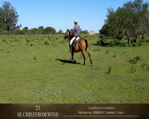 Lote Caballos a remate en 2da ESTA NOCHE BAYA, San José