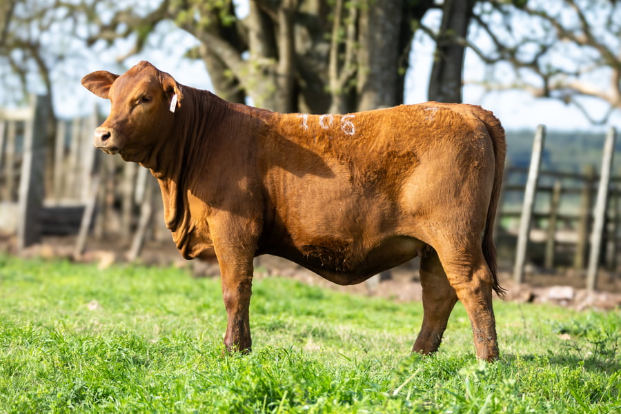 Lote Jacaranda - 1 Hembras