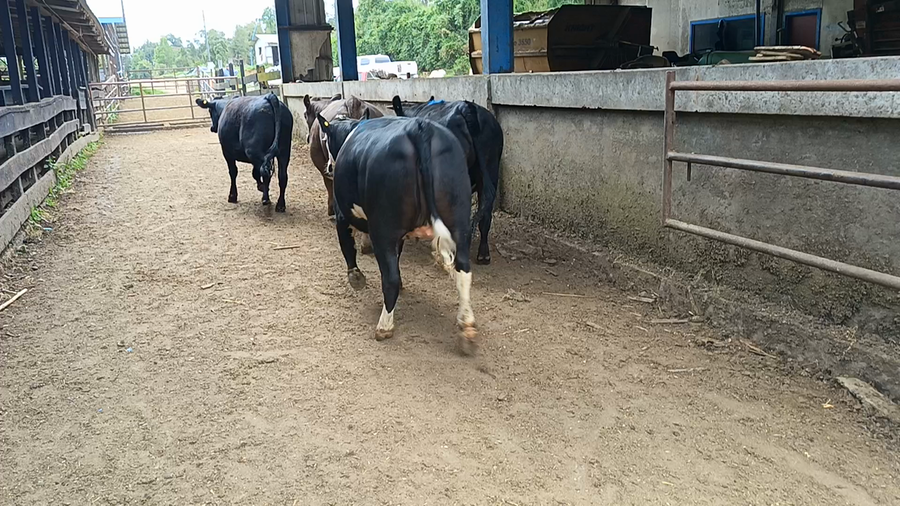 Lote 16 Vaquilla Gorda en XIV Región Los Ríos, Futrono