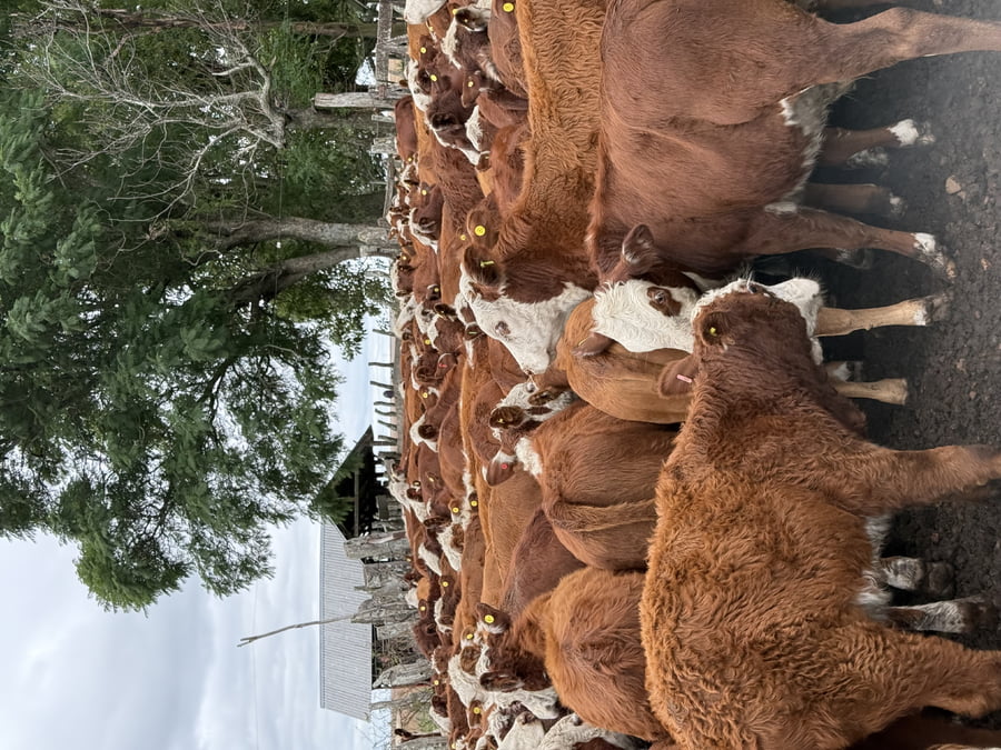 Lote 120 Terneros/as en Corrientes, Mercedes