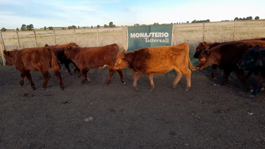 Lote 28 Terneros en Benito Juarez