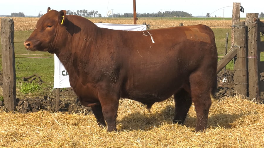 Lote Toros PC Colorado