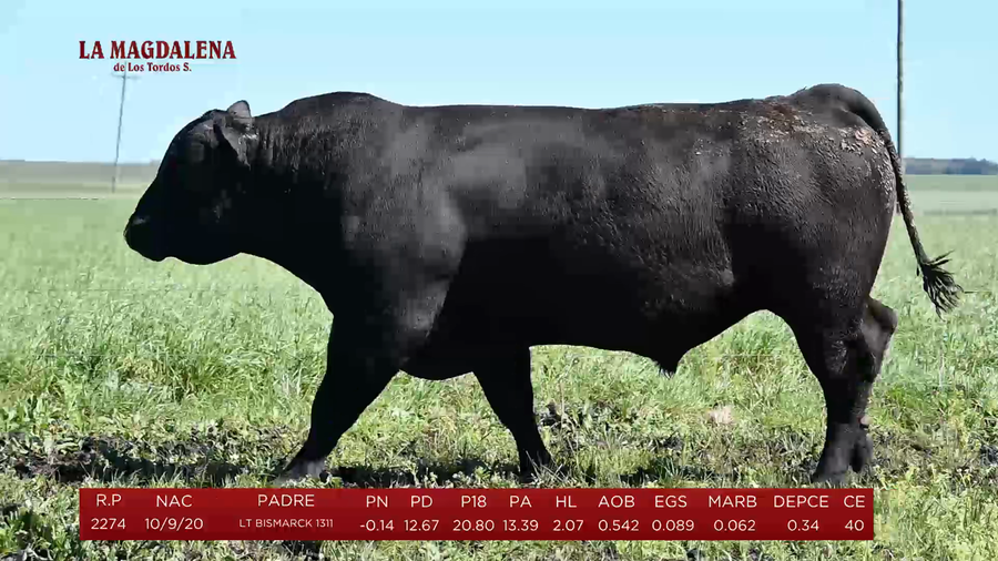 Lote Toros a remate en La Magdalena y San Carlos, Artigas