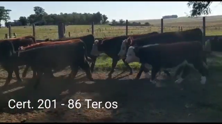 Lote TERNEROS