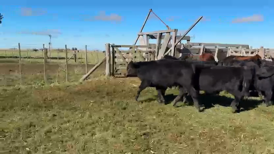 Lote 50 Terneros en Buenos Aires, Ayacucho