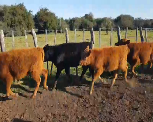 Lote 70 Terneros/as en Sauce, Corrientes