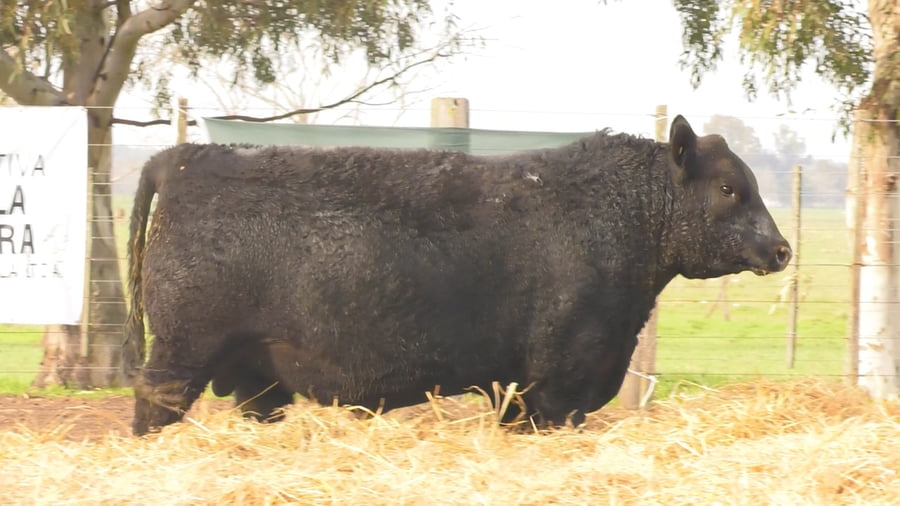Lote TOROS PUROS POR CRUZA