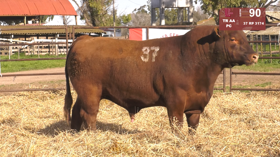 Lote TOROS ANGUS COLORADOS  PC