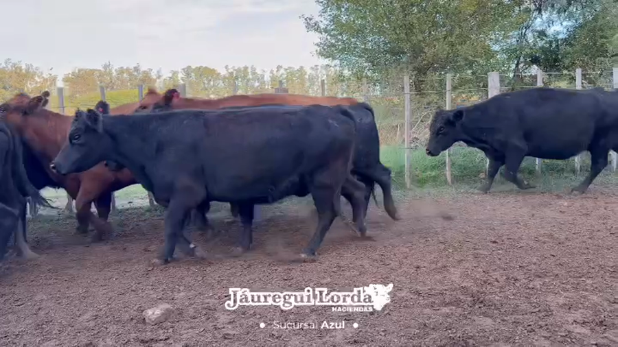 Lote 39 Vacas medio uso C/ gtia de preñez