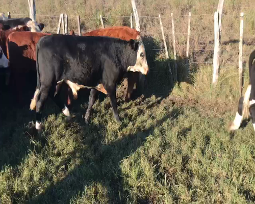 Lote 65 Terneros/as en Maciá, Entre Ríos