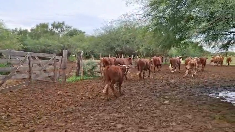 Lote 70 Novillitos/Novillos en Córdoba, Sebastián Elcano