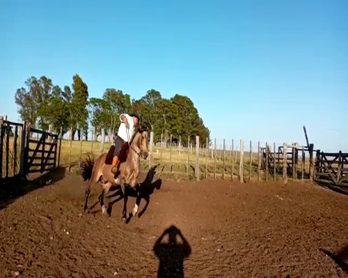 Lote INDIO VAGO DE LOS CARDOS