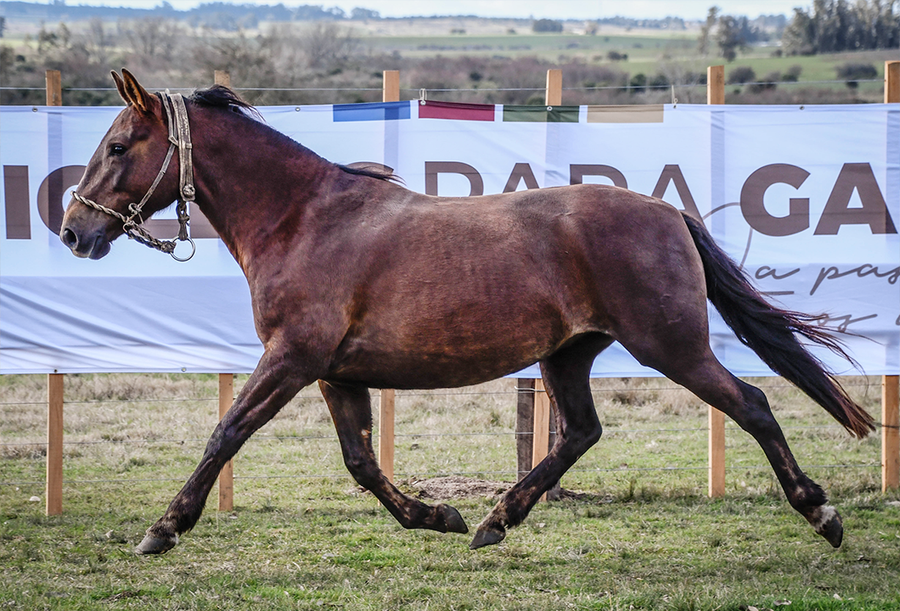 Lote MONOTONIA MOLLES