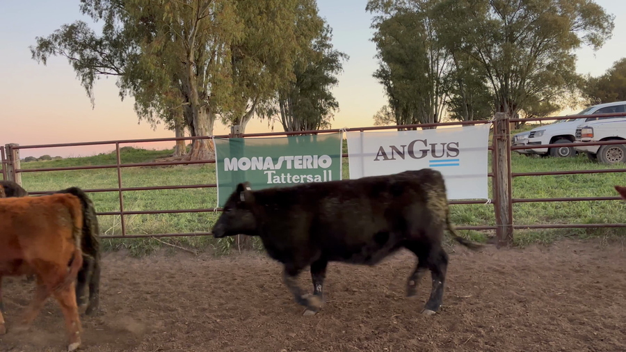 Lote 60 Terneras en Buenos Aires, Rivera