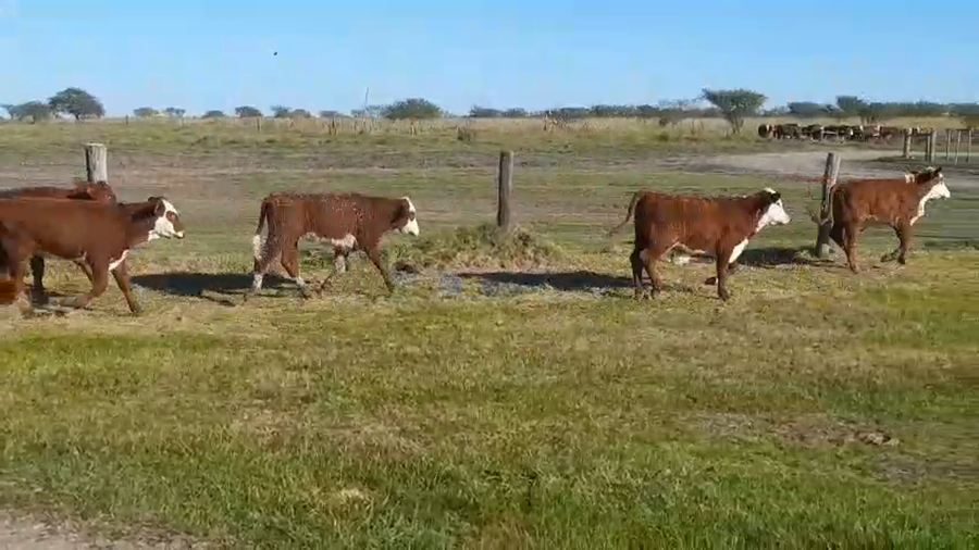 Lote 140 Terneros