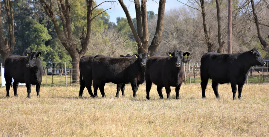Lote "Cabaña ""Don Felix"" Vaquillonas PC"