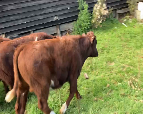 Lote 12 Ternero en Cisnes, XI Región Aysén