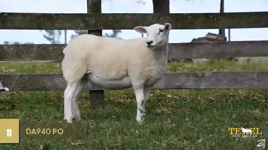 Lote Borregas a remate en Texel Don Amilcar y Villa Olivar, Cerro Largo