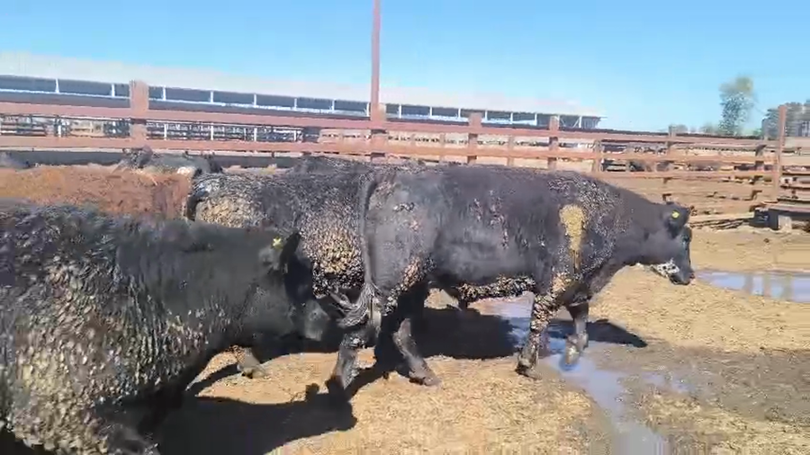 Lote 20 Novillo Gordo en Los Ángeles, VIII Región Biobío