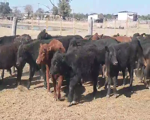 Lote 110 Terneros en Quimilí, Santiago del Estero