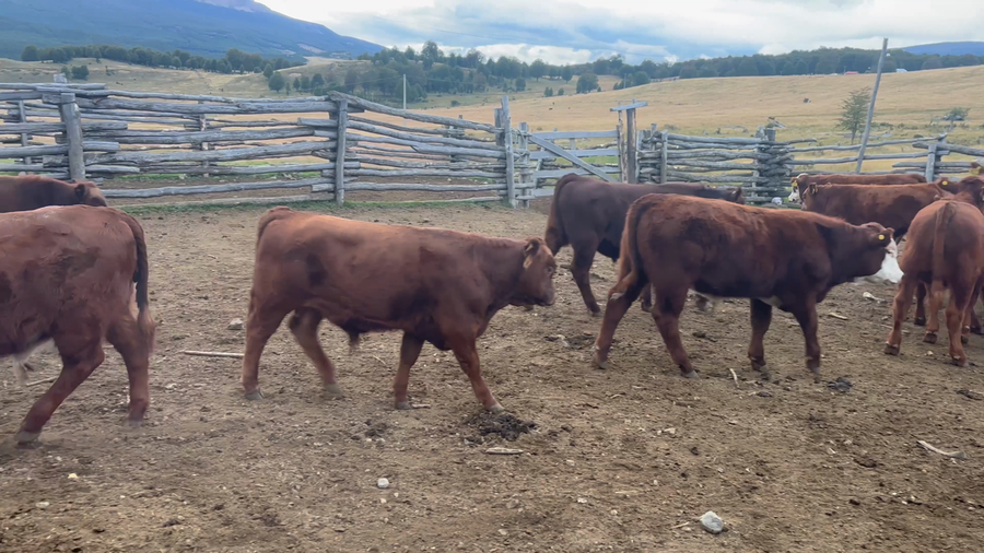 Lote 50 Ternero en Coyhaique, XI Región Aysén