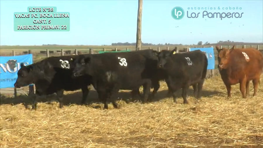 Lote VACAS P.C. - PREÑADAS - PARICION PRIMAVERA
