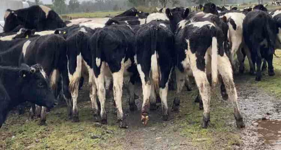 Lote 60 Novillo Engorda en Osorno, X Región Los Lagos